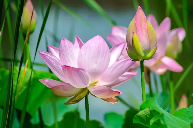 Come Creare un Giardino Verticale Fai Da Te: Guida Completa