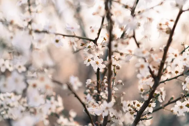 Come Creare un Giardino Verticale Fai Da Te: Guida Pratica