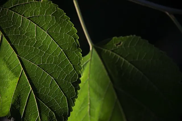Come Rinnovare il Tuo Giardino Fai Da Te: Idee e Suggerimenti
