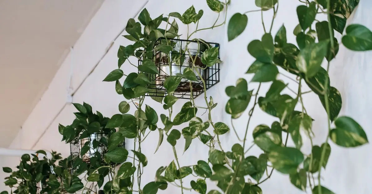 Come Costruire un Giardino Verticale in Casa: Guida Pratica