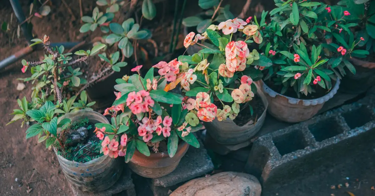 Come Costruire un Giardino Verticale Fai Da Te: Guida Completa
