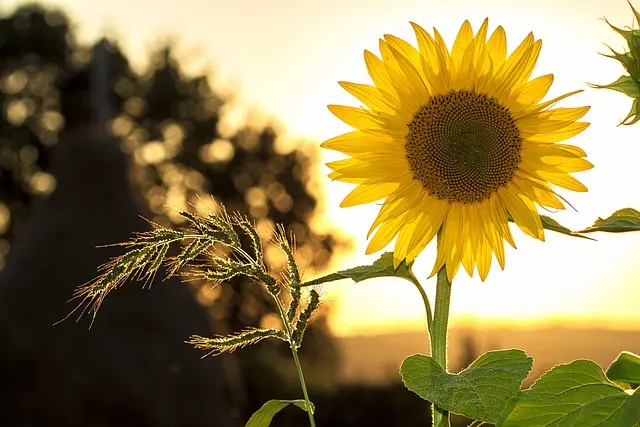 Come Creare un Giardino Verticale Fai Da Te: Guida Completa