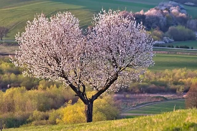 Guida Pratica per Creare un Muro Verde Fai Da Te