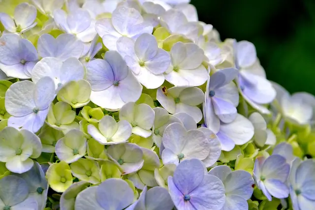 Come Creare un Muro Verde Fai Da Te: Guida Completissima