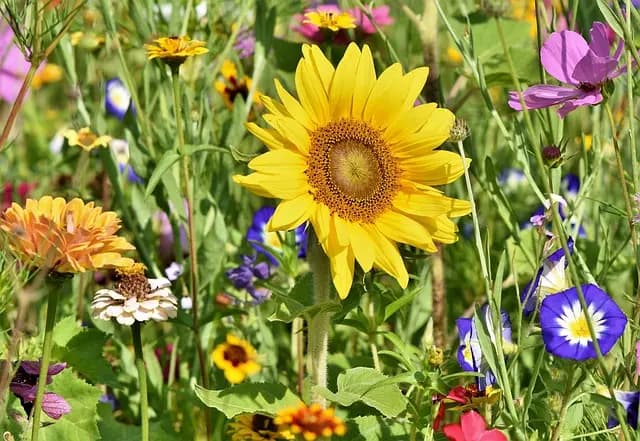 Come Costruire un Giardino Verticale Fai Da Te per Spazi Ridotti