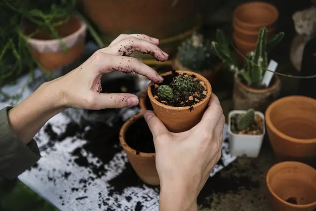 Come Creare un Giardino Verticale Sostenibile Fai Da Te