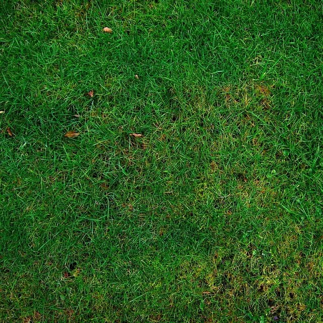 Come Creare un Giardino Verticale Sostenibile Fai Da Te