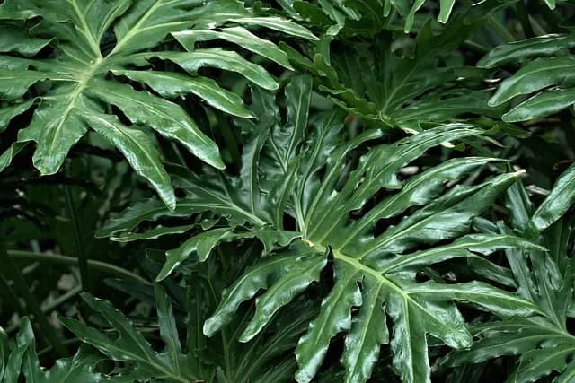 Come Costruire un Giardino Verticale Fai Da Te: Guida Completa