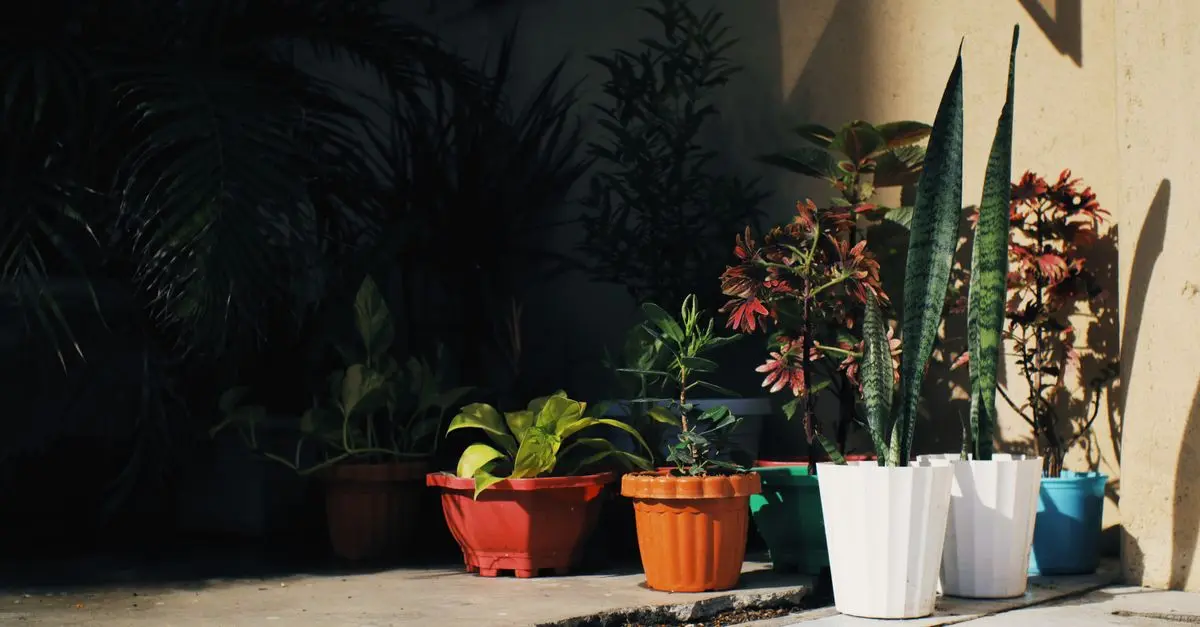 Come Creare un Giardino Verticale Fai Da Te per Spazi Ridotti