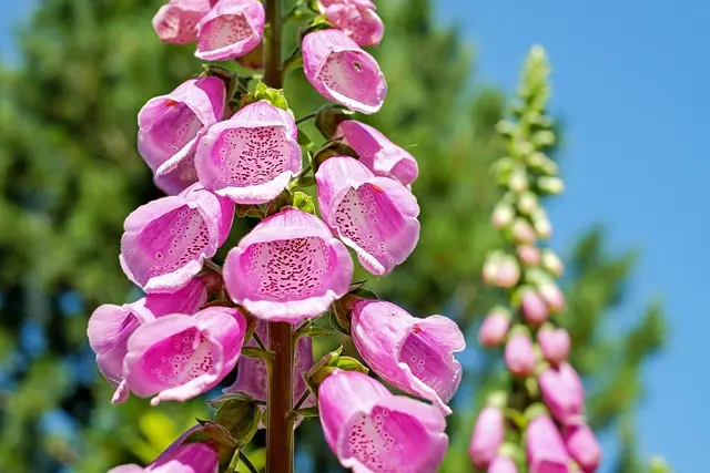 Come Creare un Giardino Verticale Fai Da Te: Guida Completa