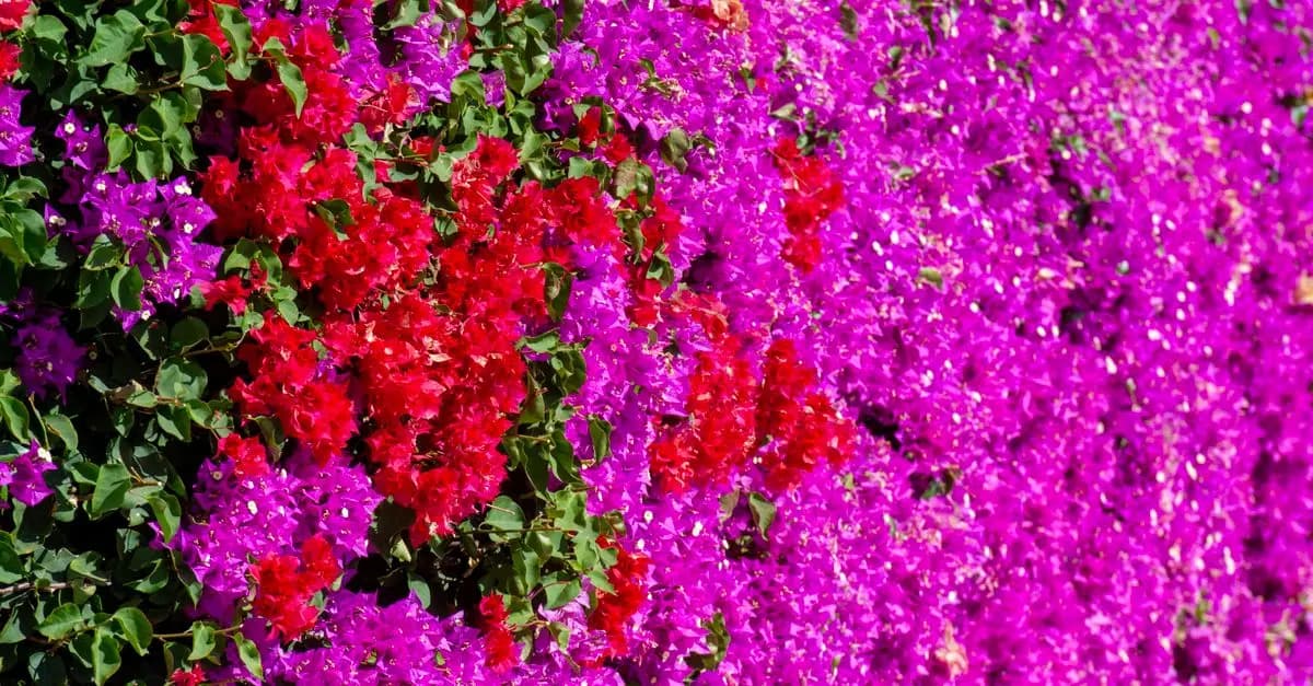 Guida Pratica per Costruire un Giardino Verticale in Casa