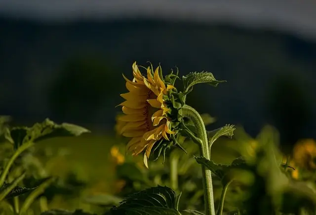 Come Costruire un Giardino Verticale Fai Da Te: Guida Pratica