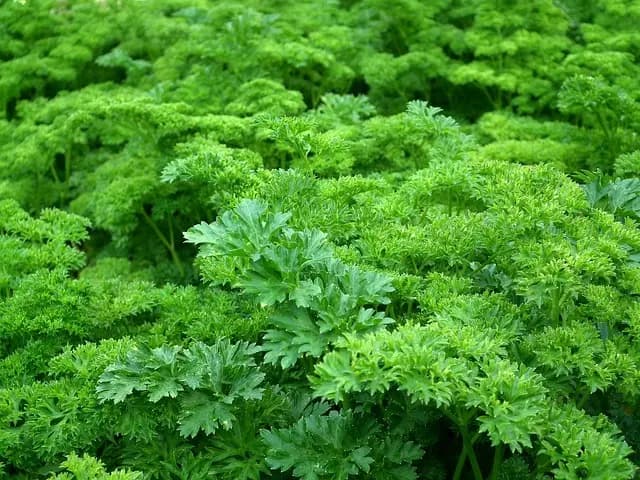 Come Creare un Giardino Verticale Fai Da Te per Piccoli Spazi