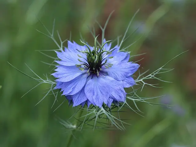 Come Creare un Giardino Verticale Fai Da Te per Spazi Ristetti
