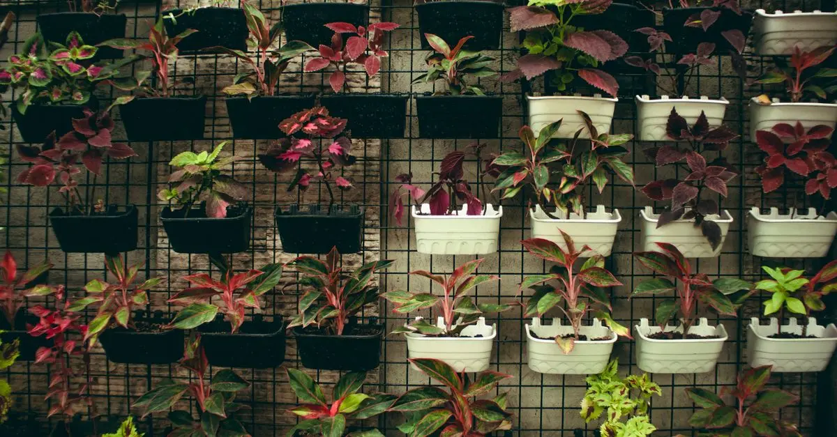 Come Creare un Giardino Verticale Fai Da Te