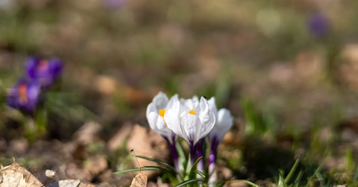Come Realizzare una Decorazione Fai Da Te per il Tuo Giardino