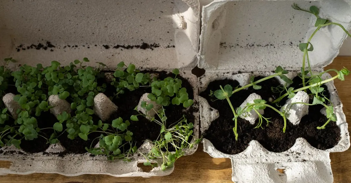 Come Creare una Decorazione Fai Da Te Sostenibile per la Casa