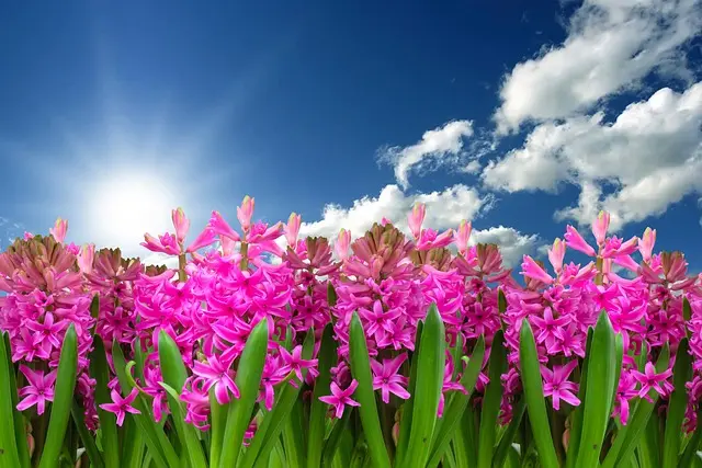 Come Rinnovare il Tuo Giardino con il Fai Da Te