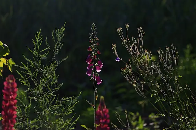Come Creare un Giardino Verticale Fai Da Te: Guida Pratica