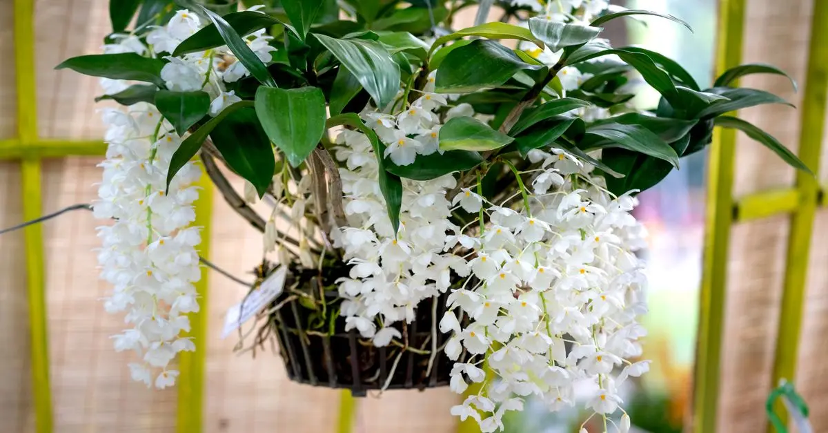 Come Costruire un Giardino Verticale Fai Da Te in Pochi Passi