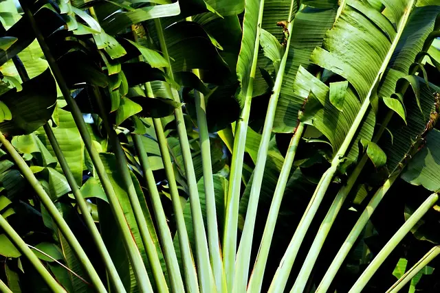 Come Costruire un Muro Verde Fai Da Te: Guida Completa