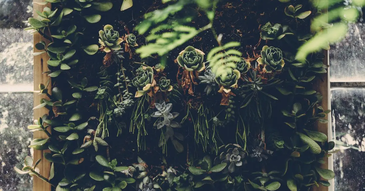Come Progettare un Giardino Verticale Fai Da Te: Guida Completa