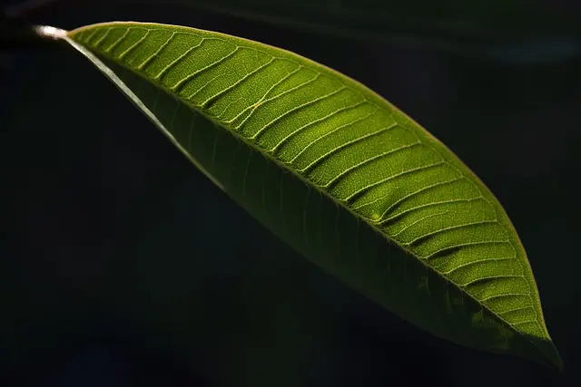 Come Costruire un Muro Verde Fai Da Te: Guida Passo Passo
