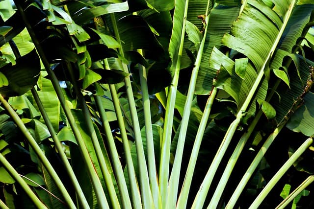 Come Costruire un Giardino Verticale Fai Da Te: Guida Completa