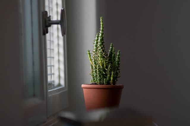 Come Creare un Angolo Verde in Casa con il Fai Da Te
