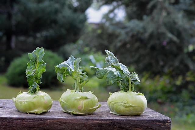 Come Costruire un Giardino Verticale Sostenibile Fai Da Te