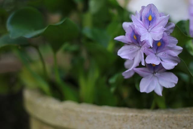 Come Creare un Giardino Verticale Fai Da Te: Guida Pratica