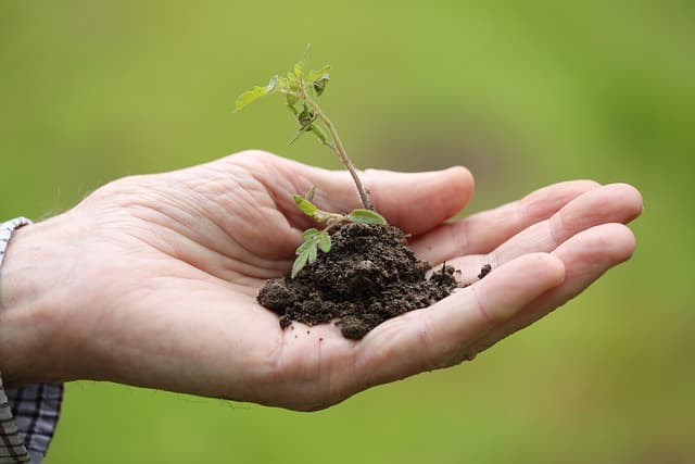 Come Creare un Giardino Verticale Fai Da Te per Piccoli Spazi