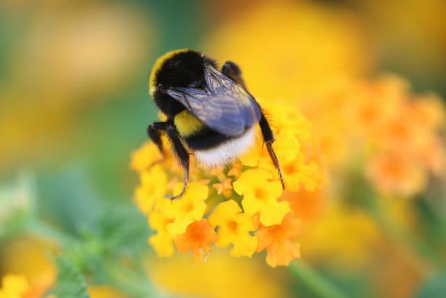 Come Costruire un Giardino Verticale Fai Da Te: Guida Completa