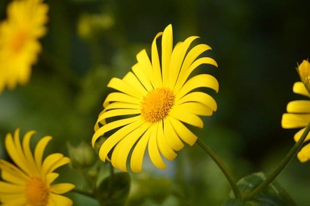 10 Idee Fai Da Te per Rinnovare il Tuo Giardino
