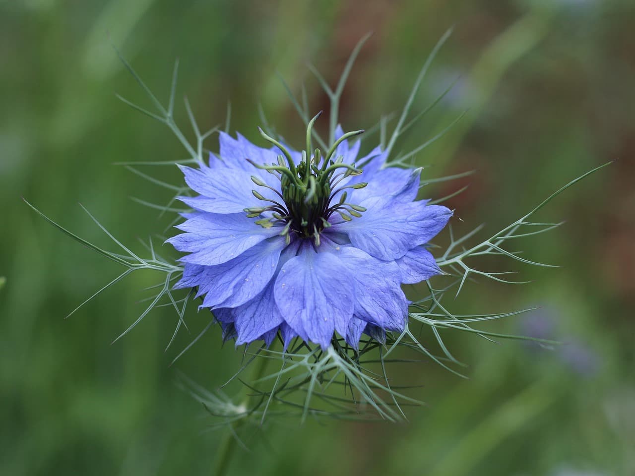 Come Realizzare una Decorazione Fai Da Te per il Tuo Giardino