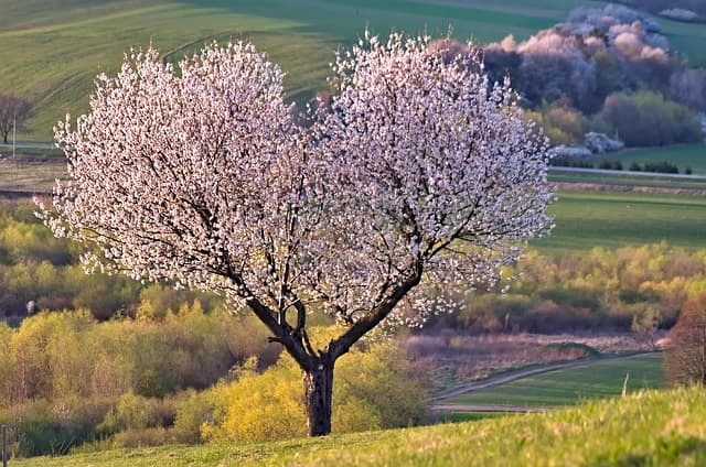 Come Creare una Decorazione Fai Da Te per il Tuo Giardino